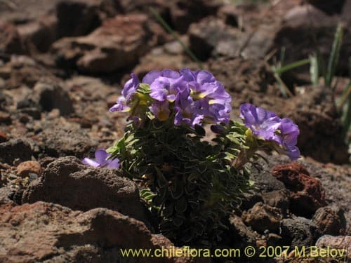 Viola cotyledon